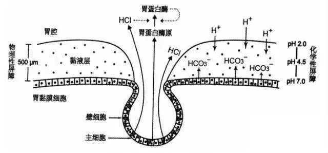 咽喉里的不速之客胃蛋白酶